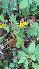 Rudbeckia triloba