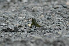 Sceloporus malachiticus