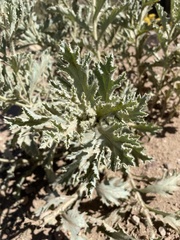 Argemone munita