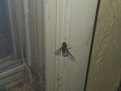 Bombyliidae