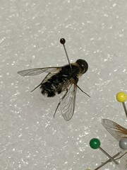 Bombyliidae