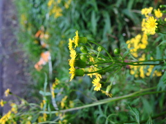 Nemosenecio formosanus