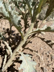 Argemone munita