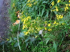 Nemosenecio formosanus