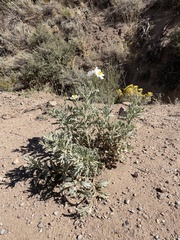 Argemone munita