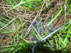 Sistrurus miliarius barbouri