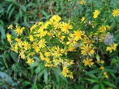 Nemosenecio formosanus
