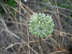 Allium chamaespathum
