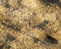 Ellipsoptera cuprascens