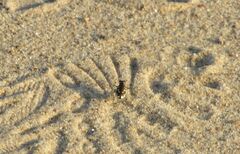 Cicindela hirticollis
