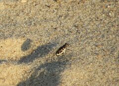 Cicindela hirticollis