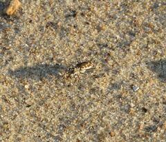 Cicindela hirticollis