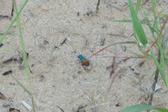 Cicindela scutellaris scutellaris