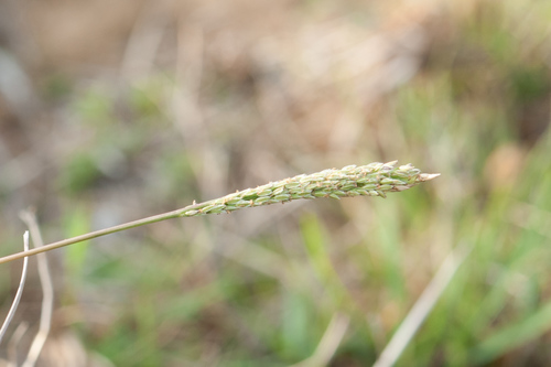 Digitaria henryi iNat (1)