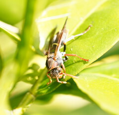 Polistes humilis humilis
