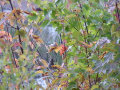 Melospiza georgiana georgiana