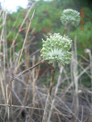 Allium chamaespathum