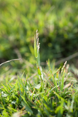 Urochloa subquadripara