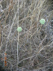 Allium chamaespathum
