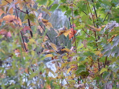 Melospiza georgiana georgiana