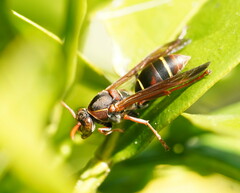 Polistes humilis humilis
