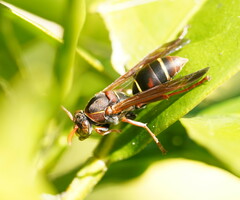 Polistes humilis humilis
