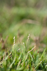 Urochloa subquadripara