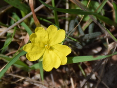 Hibbertia riparia