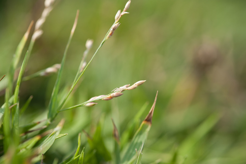 tropical signalgrass (Urochloa distachya)
