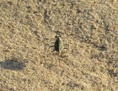 Cicindela hirticollis