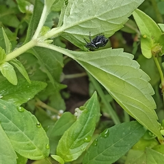 Paraphidippus
