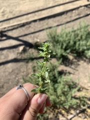 Amaranthus albus