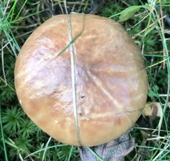 Suillus luteus