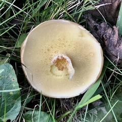 Suillus luteus