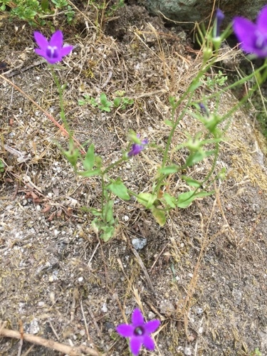 Image of Campanula lusitanica by (c) Andre Hosper, some rights reserved (CC BY)
