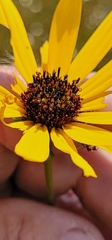 Helianthus heterophyllus