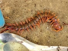 Scolopendra dehaani