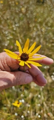 Helianthus heterophyllus
