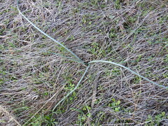 Allium chamaespathum