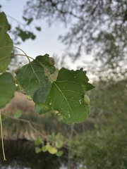 Pemphigus obesinymphae