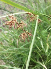 Cyperus longus