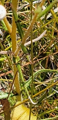 Helianthus heterophyllus