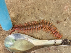 Scolopendra dehaani