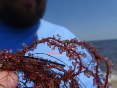 Botryocladia pseudodichotoma