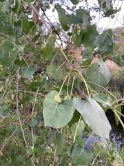 Pemphigus obesinymphae