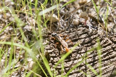 Ammophila