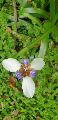 Trimezia northiana