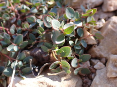 Euphorbia fendleri