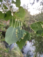 Pemphigus obesinymphae