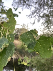 Pemphigus obesinymphae